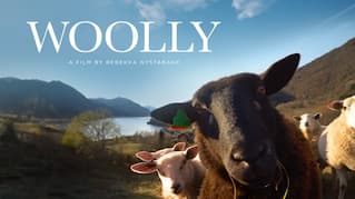 WOOLLY