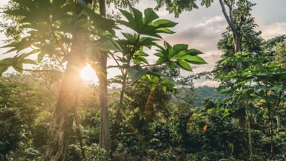 SHADE GROWN COFFEE